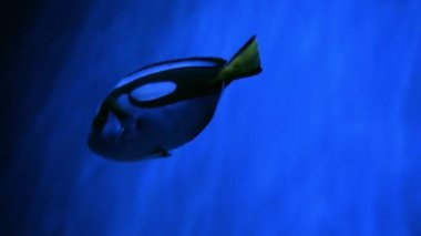Mavi bir cerrah balığı bir akvaryumda yakın planda yüzer. Okyanuslarda deniz yaşamı var. Su altı yaşamı. Egzotik okyanus balığı