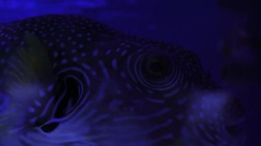 Büyük Kirpi Balığı tropikal tuzlu suda yüzüyor. Balon balıklı su altı dünyası mercan ve resifler arasında yüzer. Kirpi balığı, arka planda mercanla yavaşça yüzer.