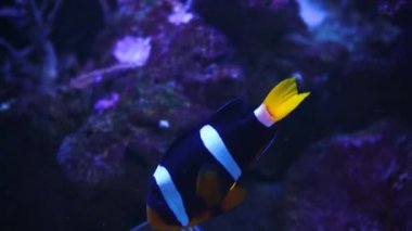 Tropik bir palyaço balığı yeşil bir şakayıkta yüzer. Nemo ve şakayık. Mercan resifindeki vahşi olmayan balıkların sualtı görüntüleri.