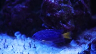Akvaryumda yüzen bir grup balık. Sudaki balıklar. Denizde bir balık sürüsü. Dalıyoruz. Akvaryumdaki renkli tropikal balıklar. Bitki ve mercanların ortasındaki iki çiklidin yakın çekimi