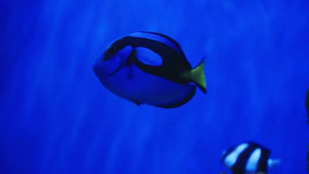 Blå Kirurgfisk Simmar Ett Akvarium Närbild Marint Liv Oceanariet Undervattensliv — Stockvideo