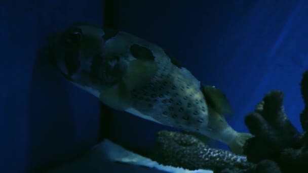 Big Porcupine Puffer Fish Плаває Тропічній Солоній Воді Серед Коралів — стокове відео