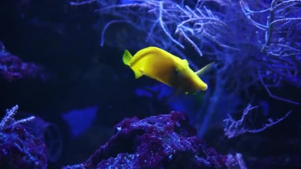 Bellissimo Pesce Giallo Esotico Sullo Sfondo Coralli Sott Acqua Nel — Video Stock