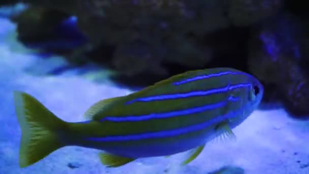 在马尔代夫海海底的珊瑚背景上 一群美丽的奇异蓝黄色的鱼 在一个五彩斑斓美丽的珊瑚礁野生动物的世界里潜水 以下的海鱼和海鱼 — 图库视频影像