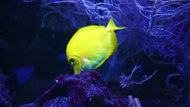 Hermoso Pez Amarillo Exótico Fondo Los Corales Bajo Agua Mar — Vídeos de Stock