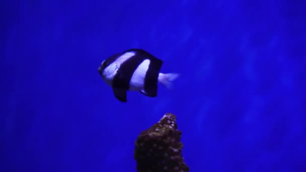 Гарна Екзотична Чорна Біла Риба Задньому Плані Коралів Під Водою — стокове відео