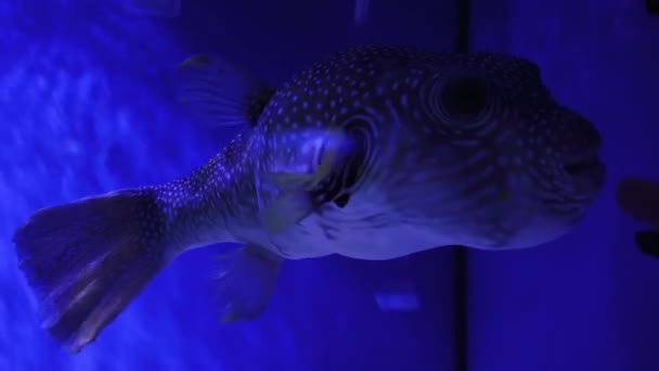 Big Porcupine Puffer Peces Nadando Agua Salada Tropical Mundo Submarino — Vídeo de stock
