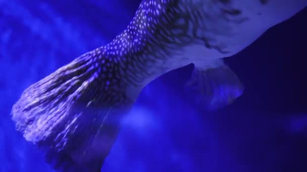 Big Porcupine Puffer Pesce Che Nuota Acqua Salata Tropicale Mondo — Video Stock