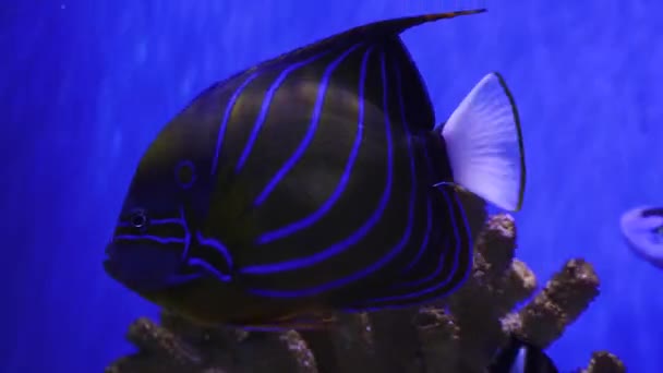 Škola Krásných Exotických Modro Žlutých Ryb Pozadí Korálů Pod Vodou — Stock video