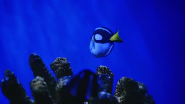 Modrý Chirurg Plave Akváriu Zblízka Mořský Život Oceáně Podmořský Život — Stock video