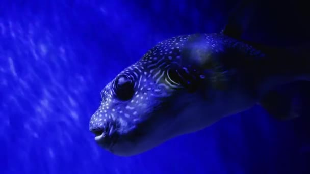 Big Porcupine Puffer Vissen Zwemmen Tropisch Zout Water Onderwaterwereld Met — Stockvideo