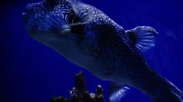 大豪猪普弗鱼在热带盐水中游泳 海底世界里有可爱的口交鱼或气球鱼在珊瑚和珊瑚礁之间游来游去 河豚游得很慢 后背有珊瑚 — 图库视频影像
