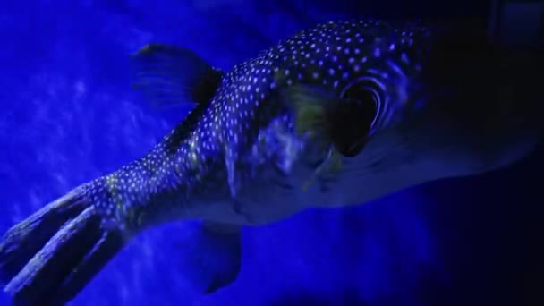 포큐파인 복어는 바닷물에서 헤엄치고 복어나 물고기가 세계는 산호와 산호초 사이를 — 비디오