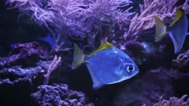 食人鱼 红色的腹部漂浮在水面上 背靠着绿色和石头 站着食人鱼 世界上的鱼 高质量的4K镜头 水下录像 — 图库视频影像