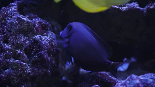 モルディブの海に潜るサンゴを背景に美しいエキゾチックな黒魚 カラフルで美しいサンゴ礁の野生動物の世界でスキューバダイビング 水中の海魚 — ストック動画