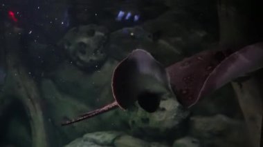 Elektrikli vatoz kumlu zeminde yüzer. Su altı yaşamı derinlerde. Siyah vatozlar ve beyaz noktalar suyun altında yüzüyor. 4K arka plan videosu. Bulanık deniz hayvanları.