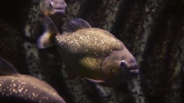 Suda yüzen kırmızı-turuncu göbekli piranalar yeşillik ve taşların arka planında ayakta duran piranhalar. Yakın plan. Okyanus balığı. Yüksek kalite 4K görüntü. Sualtı görüntüsü