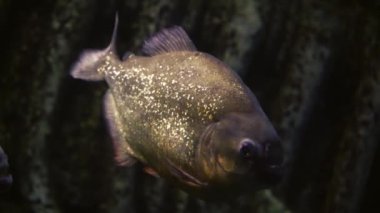 Suda yüzen kırmızı-turuncu göbekli piranalar yeşillik ve taşların arka planında ayakta duran piranhalar. Yakın plan. Okyanus balığı. Yüksek kalite 4K görüntü. Sualtı görüntüsü