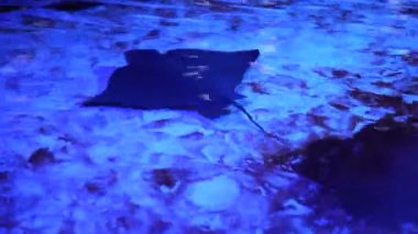 Elektrikli vatoz kumlu zeminde yüzer. Su altı yaşamı derinlerde. Siyah vatozlar ve beyaz noktalar suyun altında yüzüyor. 4K arka plan videosu. Bulanık deniz hayvanları.