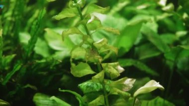 Akvaryumda karides, yosun yosunlarının yanında yürüyor.