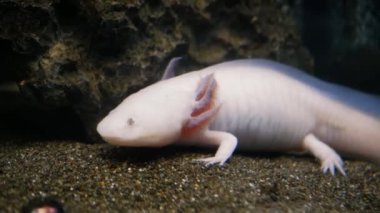 Axolotl, Meksikalı yürüyen balık, semender, kaplan semenderi. Akvaryumdaki pembe bir albino axolotl ya da evcil hayvan dükkanı. Gölün dibindeki Triton beyaz renk