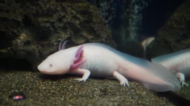 Axolotl, Meksikalı yürüyen balık, semender, kaplan semenderi. Akvaryumdaki pembe bir albino axolotl ya da evcil hayvan dükkanı. Gölün dibindeki Triton beyaz renk