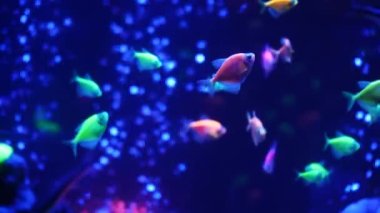 Parlak renkli balıklar neon ışıkta parlıyor. Mor floresan tropik su cenneti egzotik arka plan, parlayan ekosistemler, parlak fantezi dekoratik neon tanklar. Neon balığı suyun altında
