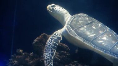 Vahşi doğadaki tropikal bir kaplumbağanın deniz yaşamı. Bir deniz kaplumbağası güneş ışığı nedeniyle mavi suda yavaşça yüzer. Vahşi yaşamla şnorkelle yüzmek. Suyun altında kaygısız yüzen güzel yeşil kaplumbağa.