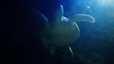 Vahşi doğadaki tropikal bir kaplumbağanın deniz yaşamı. Bir deniz kaplumbağası güneş ışığı nedeniyle mavi suda yavaşça yüzer. Vahşi yaşamla şnorkelle yüzmek. Suyun altında kaygısız yüzen güzel yeşil kaplumbağa.