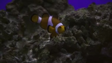 Tropik bir palyaço balığı yeşil bir şakayıkta yüzer. Nemo ve şakayık. Mercan resifindeki vahşi olmayan balıkların sualtı görüntüleri.