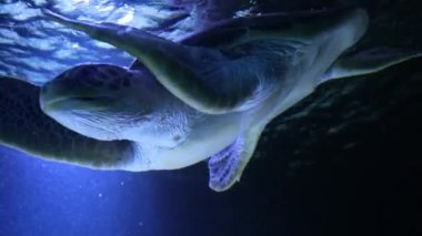 Deniz kaplumbağası su altında güneş ışınları ve okyanus ışınları ile yavaşça yüzer. Yeşil bir kaplumbağa Meksika Denizi 'nin resiflerinde yüzer.