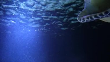 Deniz kaplumbağası su altında güneş ışınları ve okyanus ışınları ile yavaşça yüzer. Yeşil bir kaplumbağa Meksika Denizi 'nin resiflerinde yüzer.