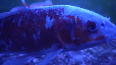 Koi balığı yemek için bekliyor. Gölde koi balığı yetiştiriyorum. Sazan yetiştirmeyi. Balığı besle. Bir grup renkli sazan, berrak su havuzunda yüzüyor. Gölde yüzen balıklar