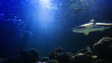 Büyük köpekbalıkları Atlantik Okyanusunda yavaşça yüzerler. Suyun altından güneş ışınlarının içinden geçişini izle. Yırtıcı ve tehlikeli balıklarla sualtı hayatının güzel bir resmi.