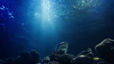 Büyük bir köpekbalığı yavaş çekimde ışığa karşı nefes alır ve yüzer. Büyük bir akvaryumda yüzmek, suda parlayan doğal ışık ışınlarıyla deniz manzarası. Bir panoramik