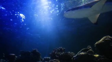 Büyük bir köpekbalığı yavaş çekimde ışığa karşı nefes alır ve yüzer. Büyük bir akvaryumda yüzmek, suda parlayan doğal ışık ışınlarıyla deniz manzarası. Bir panoramik