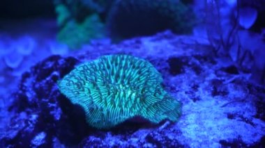 Coral Garden 'da deniz hayatı. Yumuşak ve sert mercanlı sualtı tropikal deniz manzarası. Su altı balık resifi denizcisi. Tropik renkli sualtı deniz manzarası. Mercan resifi sahnesi. Bir Deniz Burnu