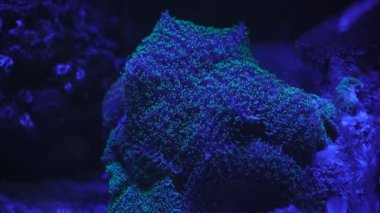 Coral Garden 'da deniz hayatı. Yumuşak ve sert mercanlı sualtı tropikal deniz manzarası. Su altı balık resifi denizcisi. Tropik renkli sualtı deniz manzarası. Mercan resifi sahnesi. Bir Deniz Burnu