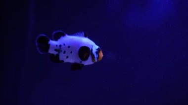 Tropik bir palyaço balığı yeşil bir şakayıkta yüzer. Nemo ve şakayık. Mercan resifindeki vahşi olmayan balıkların sualtı görüntüleri.