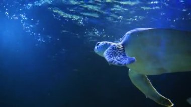 Güneş ışınları ve güneş ışınları olan su altı kaplumbağaları yavaş çekim mavi su manzaraları siluet arka planlar. Deniz kaplumbağası su altı ağır çekim güneşli okyanus manzaralı mavi su