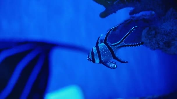 Πολύχρωμα Φωτεινά Ψάρια Λάμπουν Στο Νέον Μωβ Φθορίζον Τροπικό Νερό — Αρχείο Βίντεο