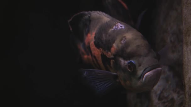 Piranhas Ένα Κόκκινο Πορτοκαλί Κοιλιά Επιπλέουν Στο Νερό Ένα Φόντο — Αρχείο Βίντεο