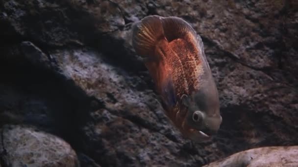 緑と石の背景に水に浮かぶ赤オレンジ色の腹を持つピラニア 立ってピラニア 接近中だ 世界の海の魚 高品質4K映像 水中映像 — ストック動画