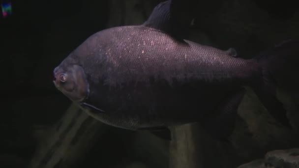 องส แดงส มลอยอย ในน นหล งของความเข ยวขจ และห ใกล ปลาในมหาสม — วีดีโอสต็อก