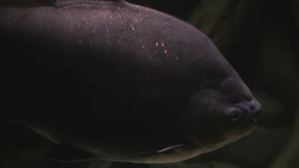 Piranhas Ένα Κόκκινο Πορτοκαλί Κοιλιά Επιπλέουν Στο Νερό Ένα Φόντο — Αρχείο Βίντεο