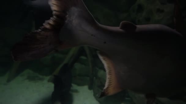 食人鱼 红色的腹部漂浮在水面上 背靠着绿色和石头 站着食人鱼 世界上的鱼 高质量的4K镜头 水下录像 — 图库视频影像