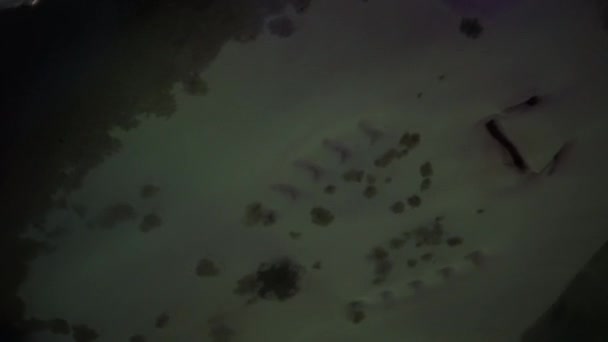 Electric Stingray Swims Sandy Bottom Underwater Life Depth Black Stingrays — Stock Video