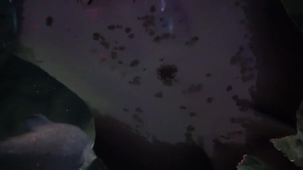Elektrikli Vatoz Kumlu Zeminde Yüzer Altı Yaşamı Derinlerde Siyah Vatozlar — Stok video