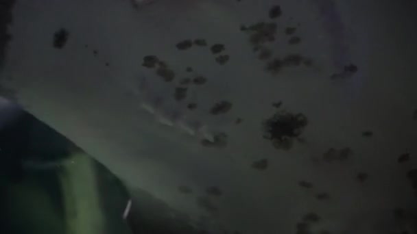 Electric Stingray Swims Sandy Bottom Underwater Life Depth Black Stingrays — Stock Video