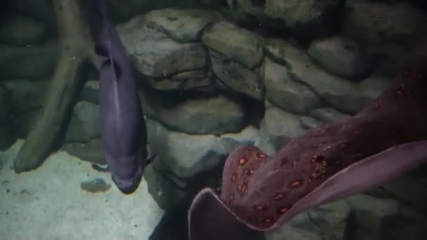 Een Elektrische Pijlstaartrog Zwemt Een Zandbodem Onderwater Leven Diepte Zwarte — Stockvideo